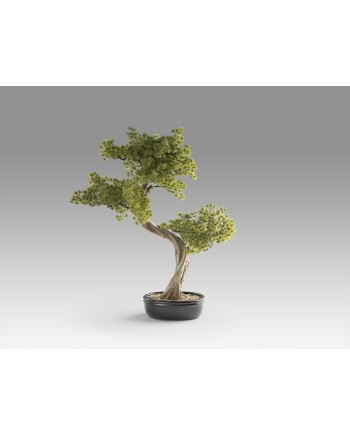 BANKAN II - BONSAI 49CM